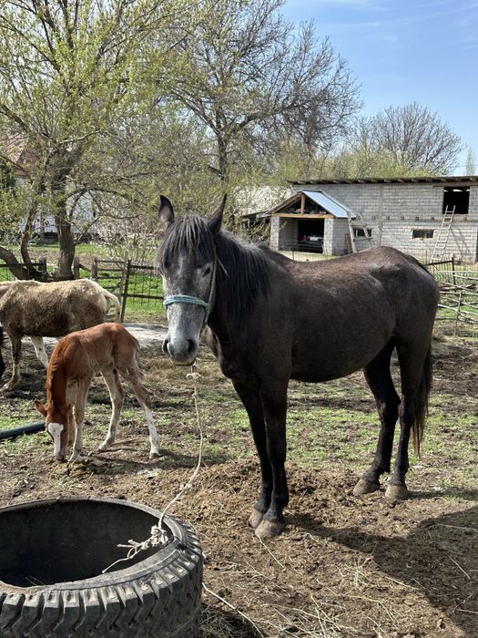 Бие құлынымен сатылады