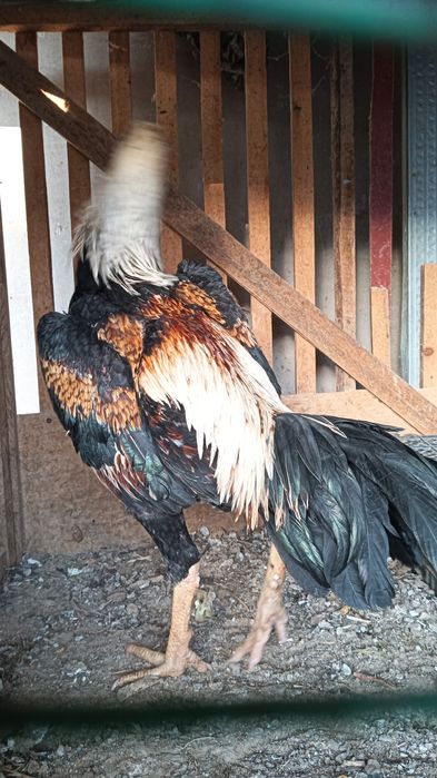 Хуроз сотилади .