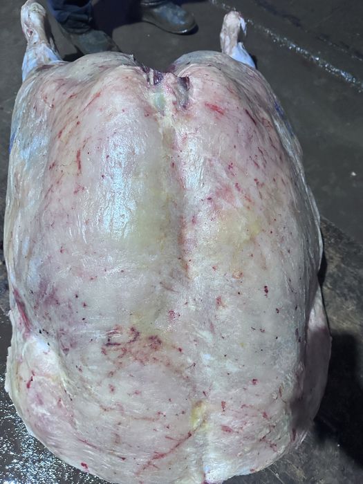 Принимаю заказы на лошадей есть степняк и также откорм цена 2900