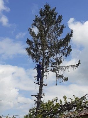 Tăieri copaci , defrișări terenuri