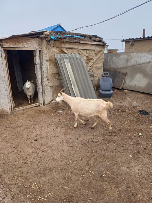 Салынды ешклері сатылады