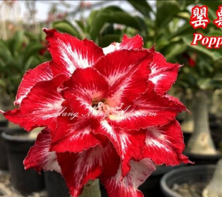 Adenium цветы, цветок пустыня