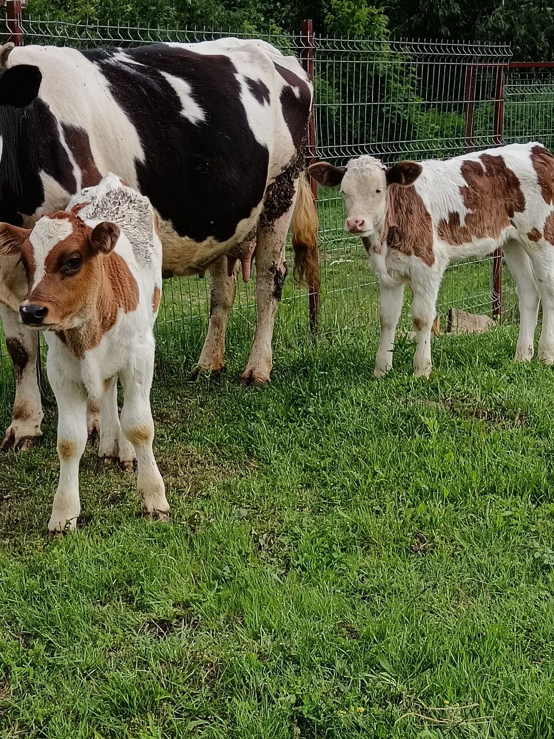 De vânzare vaca cu viteti