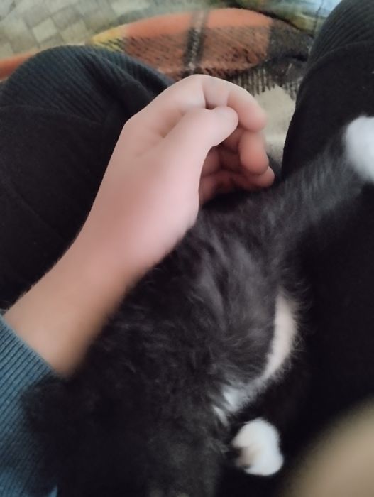 Dau pisoi spre adopție jucăuși și energici