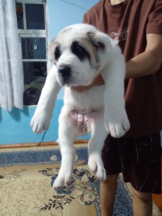 Продаются Алабай