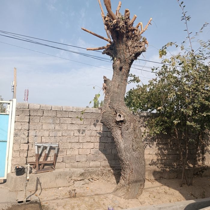 утин ксиб ктиш крак