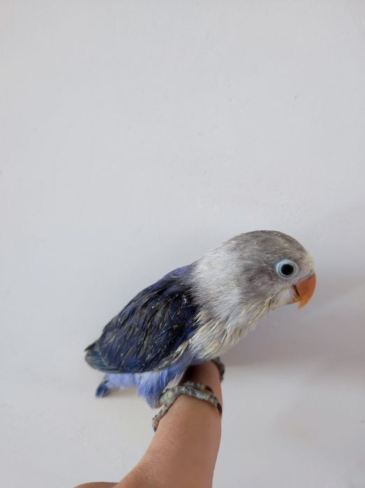 Ruchnoy popugay sotiladi