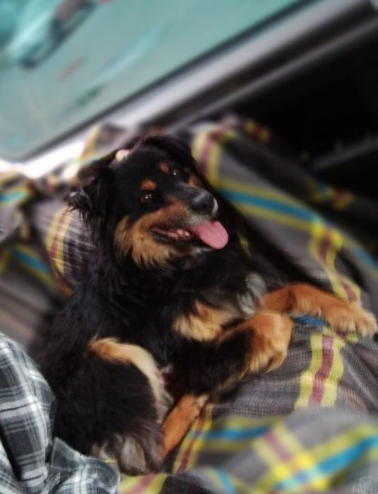 Отдам собаку в хорошие руки