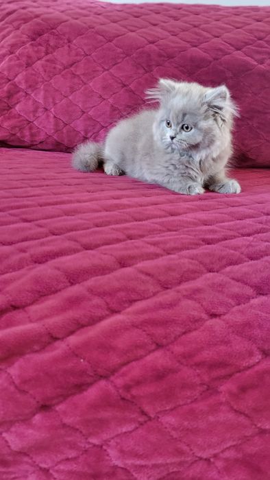 British longhair blue