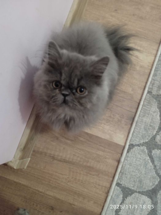 Персийски котенца