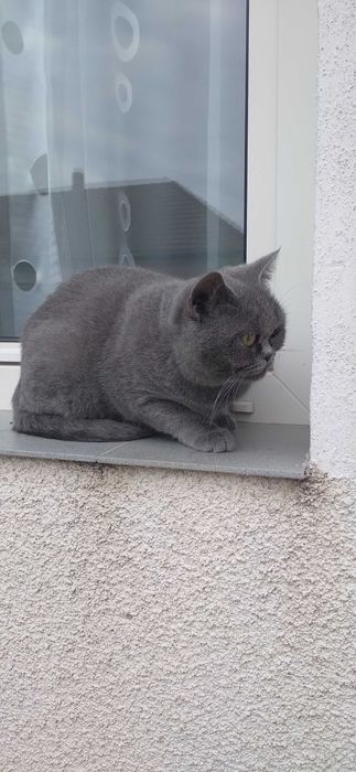Pisica british shorthair blue sterilizata