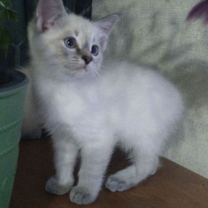 Продам котят серый белы