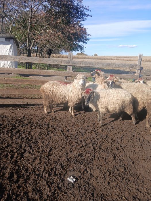 Vînd  10 oi grase și bune la gura