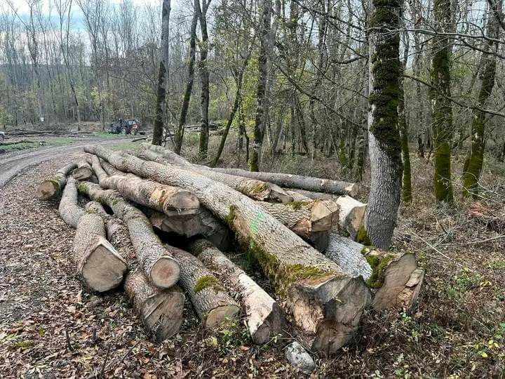 Lemne de foc la  250 lei metru