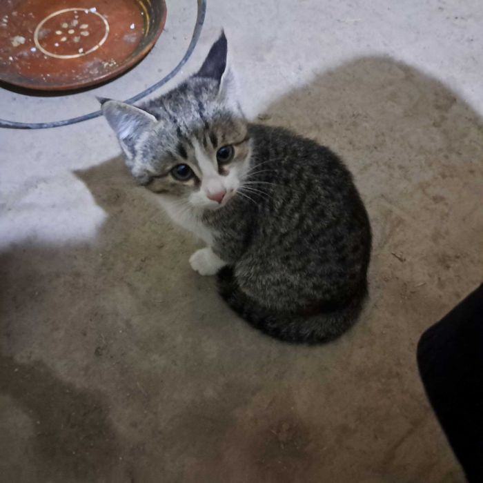 Отдается в добрые руки