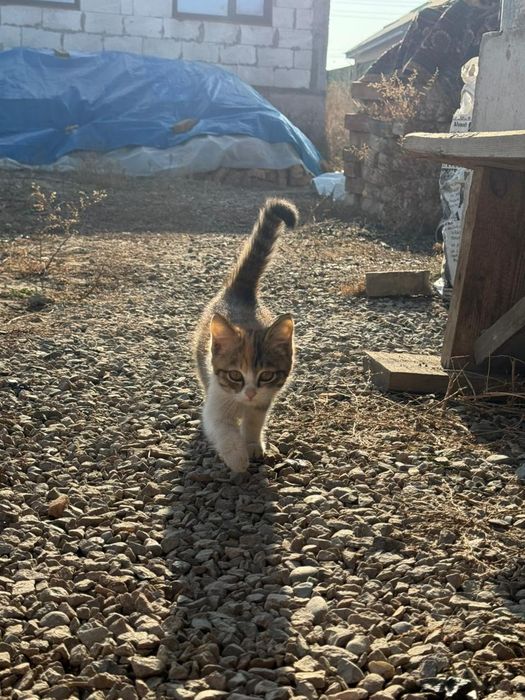 Отдам в хорошие руки котенка