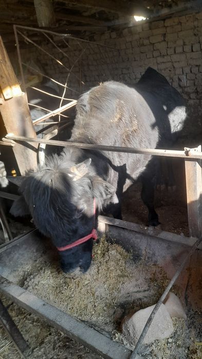 Buqa sotilad 1yarm yow