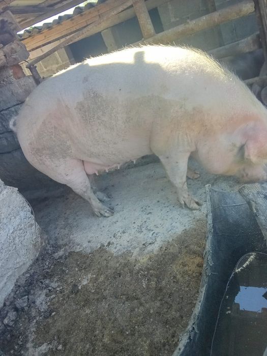 Porc 300 kg mai multe det de discutam la tel