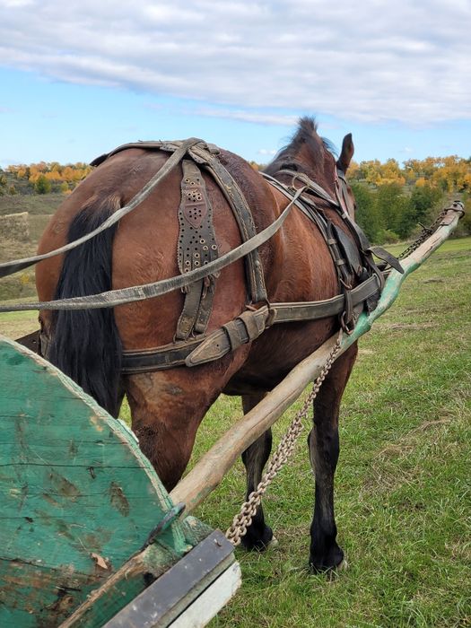 Mânză foarte bună de lucru