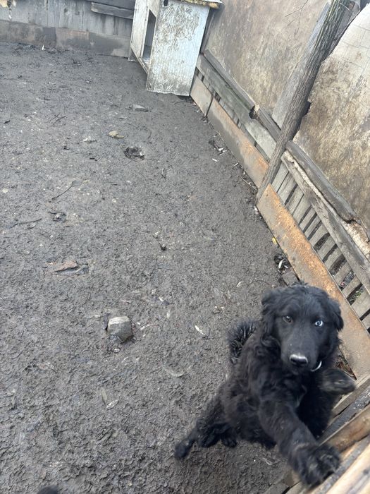 Catei de intors oile