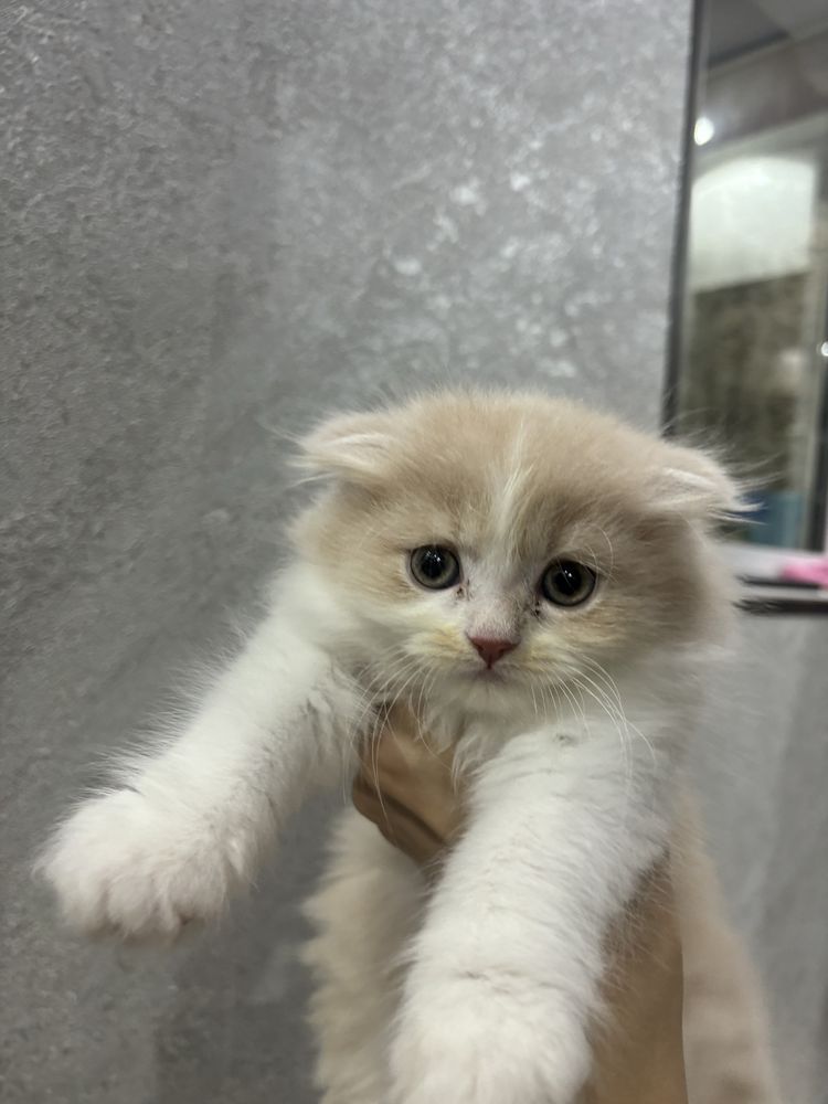 Очаровательный котенок Скотиш фолд