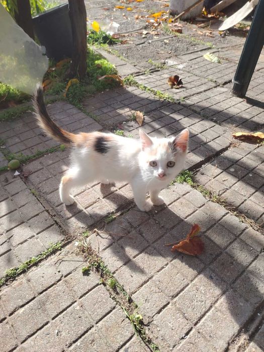 Подаряват се малки котенца