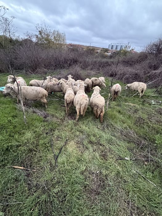 Oi gestante de vanzare