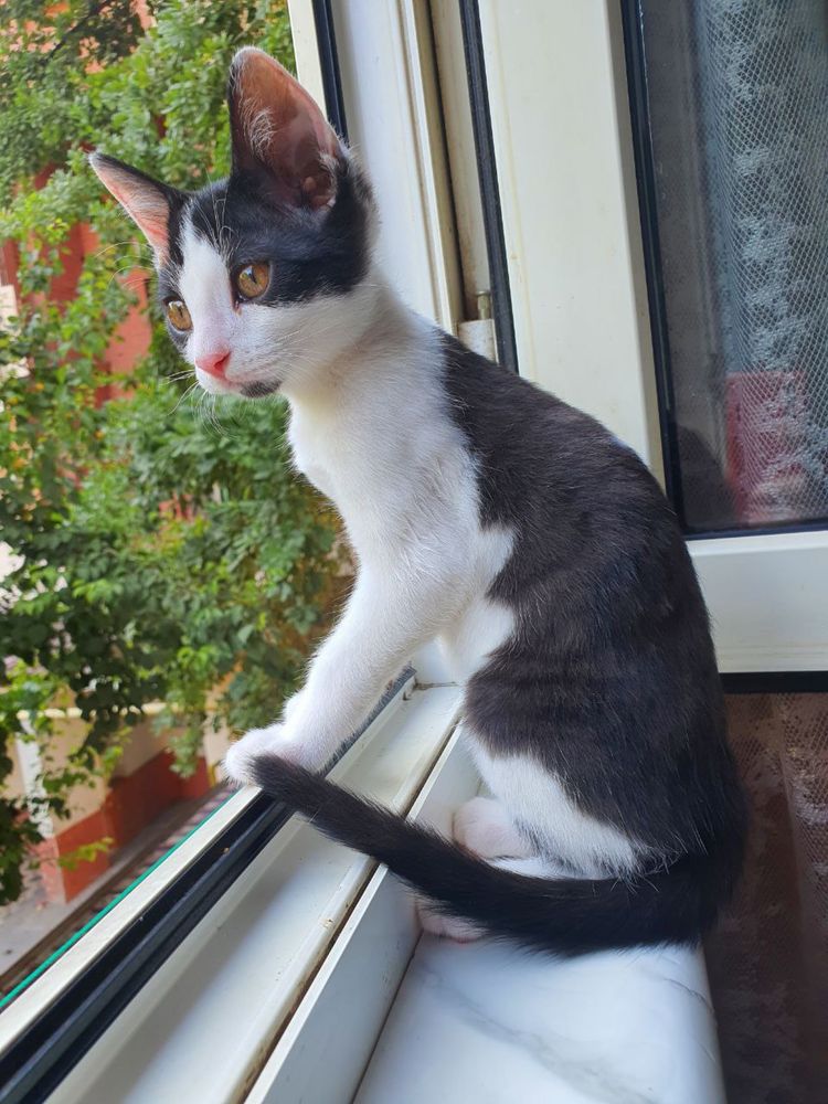 Котята в добрые руки даром