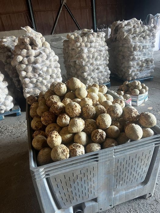 Vand pepeni de murat  zona badalan