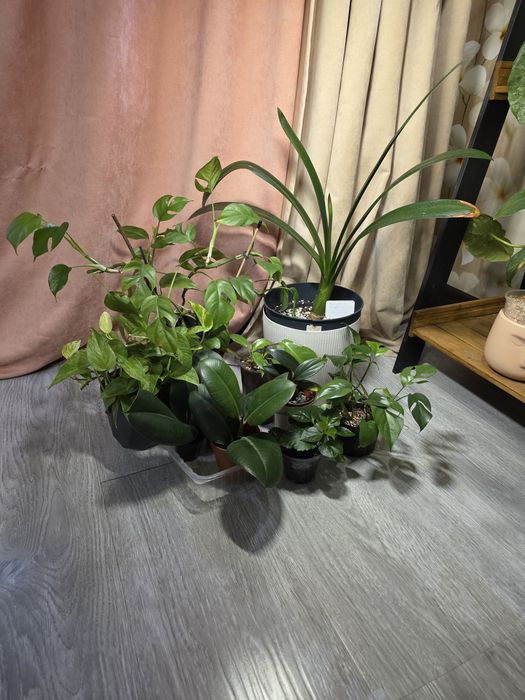 Комнатные растения