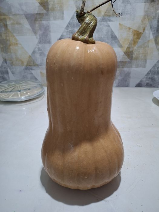 Dovleci placintari