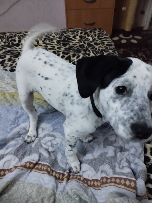 Продается щенок долматинец