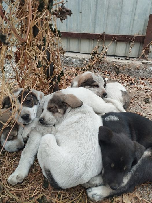 Тобет кушиктер срочно жаксы караетын адам га