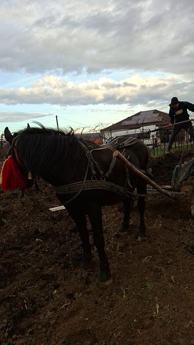 Vând iapă montată