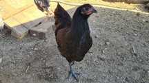 Gaini Australorp tinere