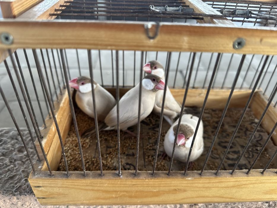 Рисовый Амадин 2 пары дешево