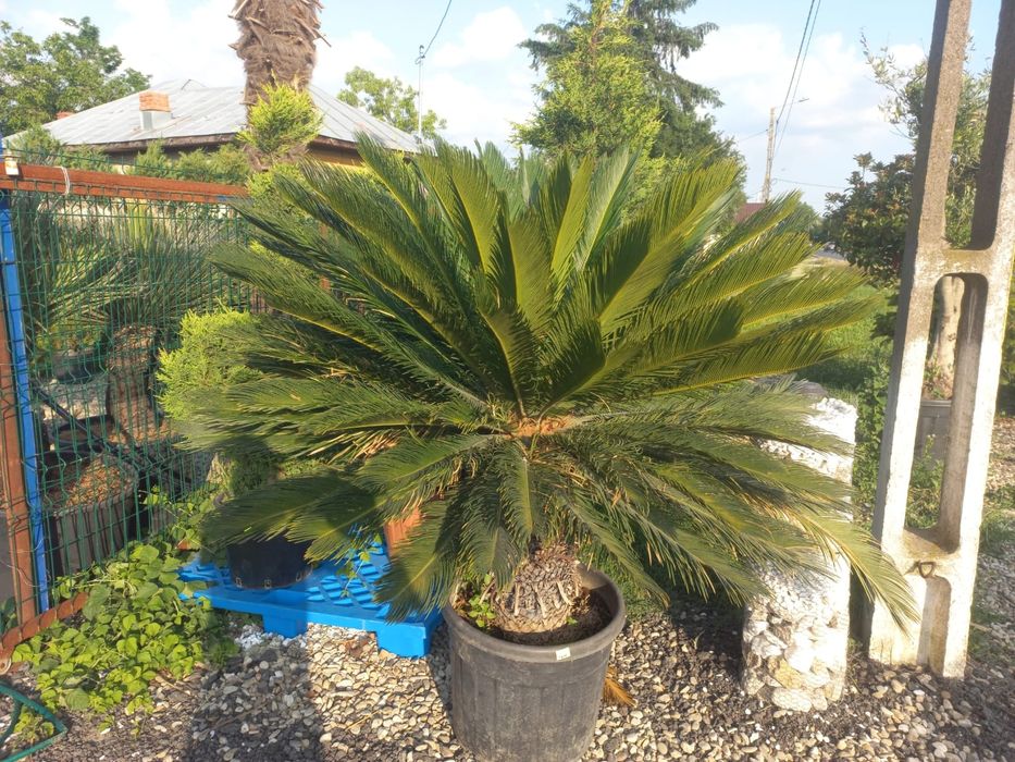 Vând plante ornamentale
