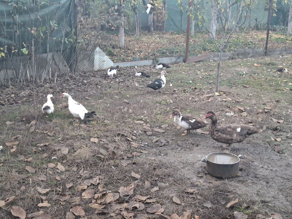 Vand un lot de 26 rate mute(13 mature + 13 tineret boboci)+4 cocosi