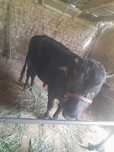 Buqa sotilad 1yosh