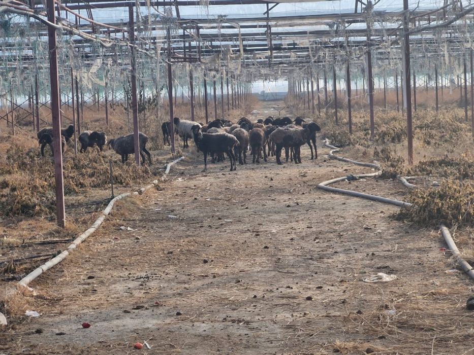 Қойлар сатылады 35 бас