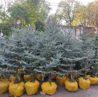 Канадская голубая ель 1.8 м., саженцы елок в Алматы, елки оптом