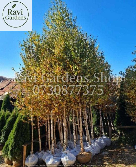 Carpen, Arțar, Tei | Garanție 100% | Scoatere la Comandă