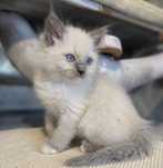 Ragdoll blue point