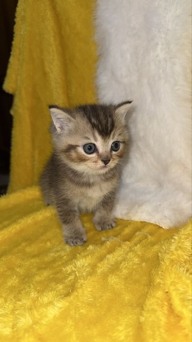 Котята золотые шиншиллы