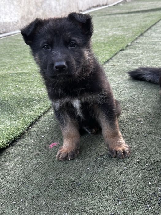 Продават се немски овчарки