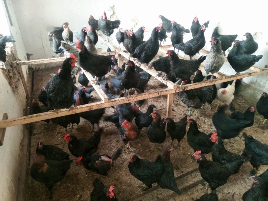 Хўроз тоуқлар сотилади, Продам куры и петухи.