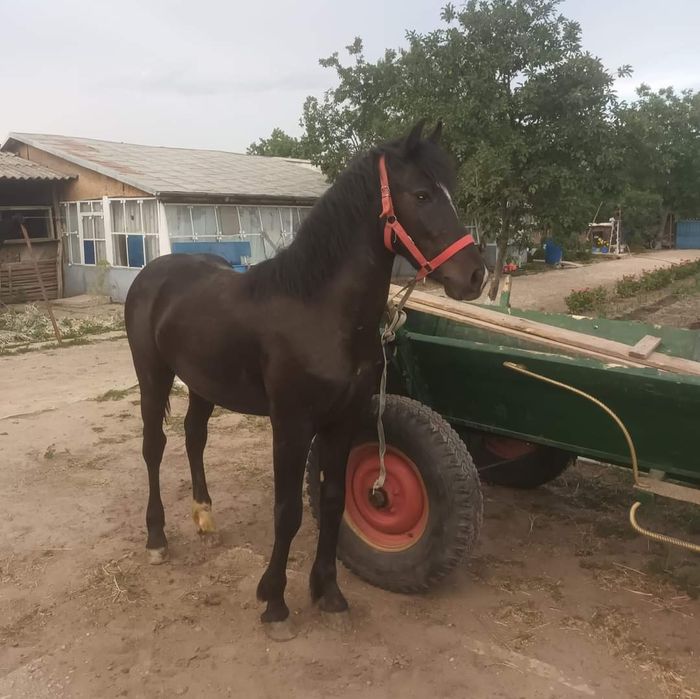 Armăsar de 1 an și 2 sap ras lipitan cu semigreu