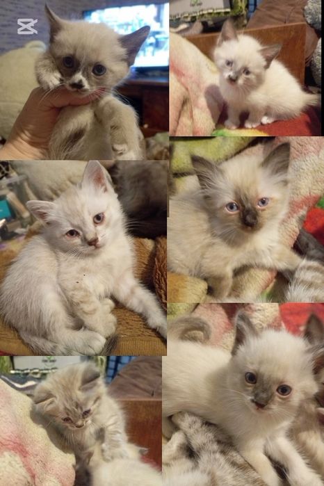 Котята , сиамские и полусиамские́