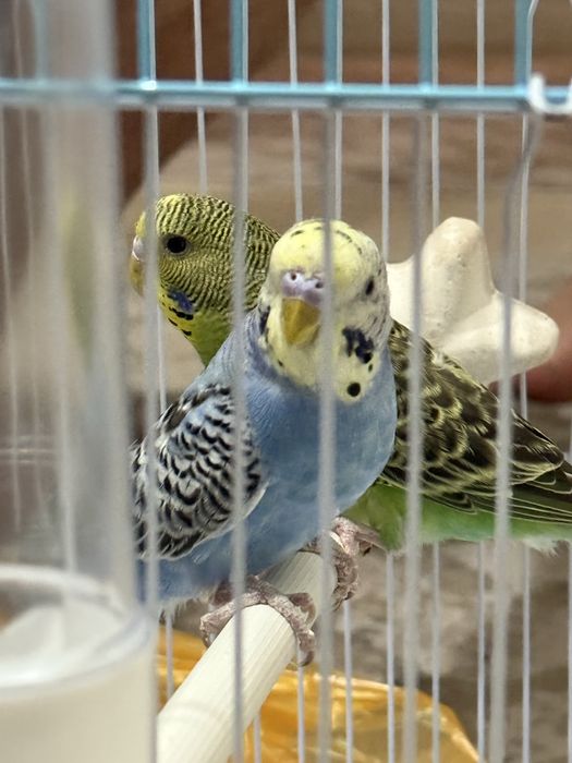 Продам попугаи!