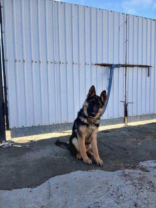 Продам немецкий овчарка  чистокровный щенок